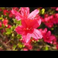 Azalee - Azalea Hinomayo (fam. Ericacees) (4)